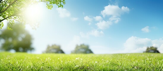 Wall Mural - spring nature with a tidy lawn trees and a blue sky on a sunny day copy space image place for adding