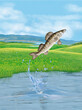 illustration d'un poisson  gardon  qui saute d' eau limpide et pur 