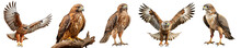 Birds Of Prey From Different Angles Isolated On A Transparent Background In PNG Format. A Set Of Close-up Images Of Hawks On A Transparent Background. Clipart Of A Flying Hawk Sitting On A Branch