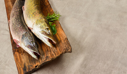 Wall Mural - pike fish- Esox lucius