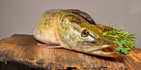 Wall Mural - pike fish- Esox lucius