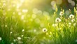 closeup of flowering grasses in an idyllic sunny green meadow on abstract blurred background with copy space grass pollen allergy season concept