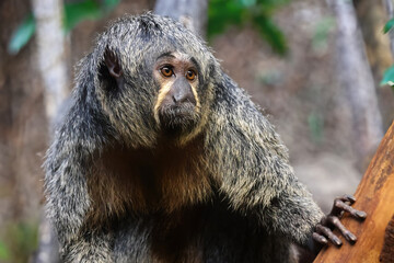 Poster - White-faced saki (Pithecia pithecia) close up view