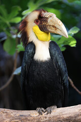 Sticker - The wreathed hornbill (Rhyticeros undulatus) close up view