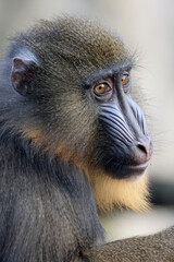 Wall Mural - Mandrill (Mandrillus sphinx) close up view