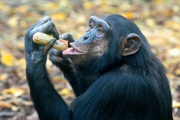 Canvas Print - Chimpanzee (Pan troglodytes) close up view