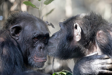 Canvas Print - Chimpanzee (Pan troglodytes) close up view