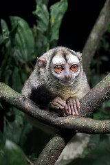 Poster - The gray-handed night monkey (Aotus griseimembra) or Douroucoelie close up view