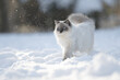 Ragdoll Katze im Schnee