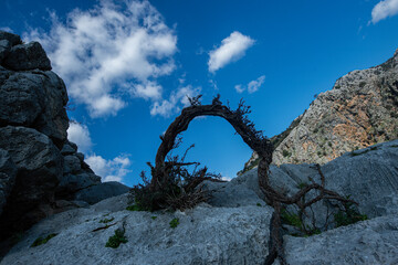 Twisted tree trunk among rocks. Cloudy and blue sky background.