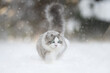 Ragdoll Katze im Schnee