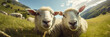 The two sheep look curious as they discover the hidden camera in the outdoors. Beautiful panoramic animal portrait with fisheye effect and selective focus, ideal as web banner or in social media