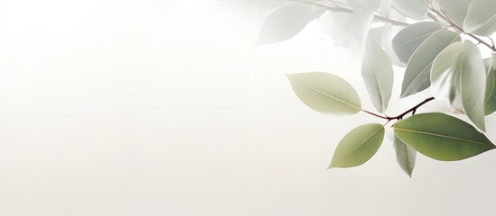 Poster - Blurred background with bokeh natural leaves on white wall Shadow effect for foliage banner layout Copy space image Place for adding text or design