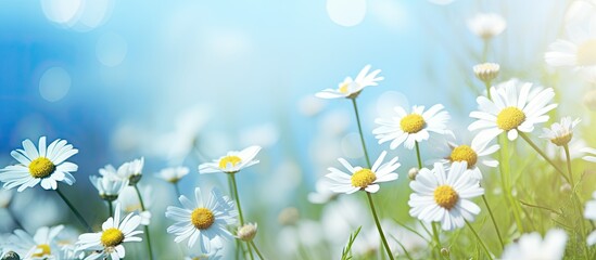 Wall Mural - Blurred spring floral background with daisies and blue sky Copy space image Place for adding text or design