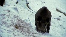 Wild boar, Sus scrofa, in winter, looking for food in the snow. Close-up. European nature. Winter in nature. Wild animal head.