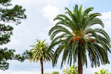 Wall Mural - travel to Georgia - tops of palm trees against clouds on background in blue sky on autumn day in Batumi city