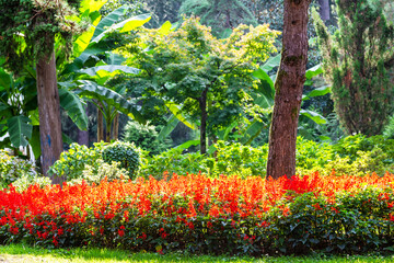 Wall Mural - travel to Georgia - sunlit red flowerbed on seaside boulevard in Batumi city on sunny autumn day
