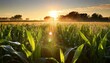 sunrise over a cornfield at dawn in illinois in july dew still on the leaves sun beams causing camera flare serene