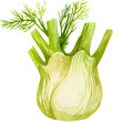 Watercolor painted fennel. Hand drawn fresh food design element isolated on white background.