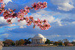 View of the Thomas Jefferson Memorial, a landmark monument by the Tidal Basin during the cherry blossom season in Washington DC, USA