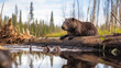 beaver builds a dam on the water generative ai