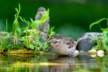 House Sparrow, Female Standing In Bird Water Hole. Reflection On The Water. Czechia.