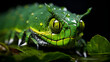 Close up of a beautiful green snake from Andaman and Nicobar islands. Large -scale Pit Viper seen at Munnar,Kerala,India, Close up view of a dangerous green snake, Green phyton, closeup portrait of


