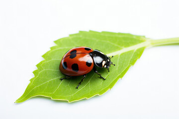 Wall Mural - Background bug summer ladybug nature macro insect closeup beauty beetle red green ladybird