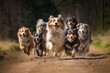 dogs running together dirt road background explosion coming faces precisely define close overjoyed lots fur aussie hour round last meeting