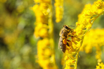 Sticker - Honeybee collecting nectar from yellow flowers outdoors, closeup. Space for text