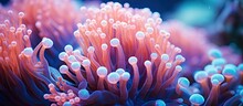Bubble Anemone On A Tropical Coral Reef, In Close View.