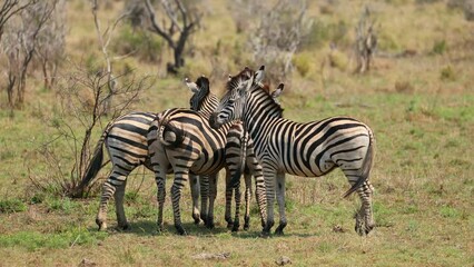 Sticker - Plains zebras (Equus burchelli) in natural habitat, Kruger National Park, South Africa