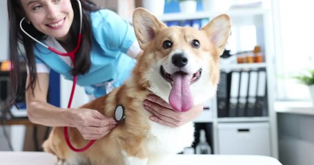 Canvas Print - Smiling female veterinarian listens with stethoscope to a dog in veterinary clinic. Respiratory system diseases in dogs concept