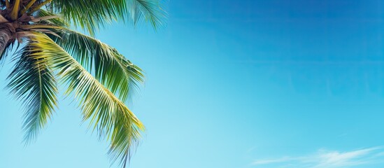 Wall Mural - Tropical palm tree against blue sky with blank space.