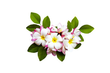 Wall Mural - white, pink flowers frangipani local flora arrangement flat lay postcard style 