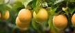 Pomelo, a Vietnamese new year food, grows on citrus trees.