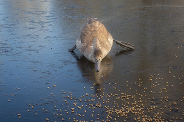 Aufkleber - A young swan is captured on the ice as it tried to reach some food. It is skating on the slippery ice . The cygnet is finding it difficult to move.