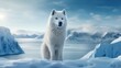Arctic Charm: With an Arctic landscape in the background, the white Husky appears right at home. 