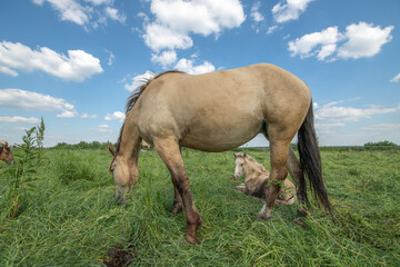 Wall Mural - A beautiful Belarusian draft horse is grazing on a summer field.