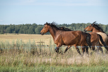 Wall Mural - A beautiful Belarusian draft horse is grazing on a summer field.