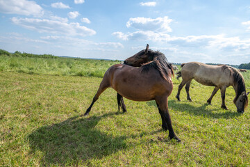 Wall Mural - A beautiful Belarusian draft horse is grazing on a summer field.