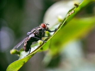 fly, insect, macro, nature, leaf, bug, animal, closeup, wing, close-up, pest, housefly, eye, detail,