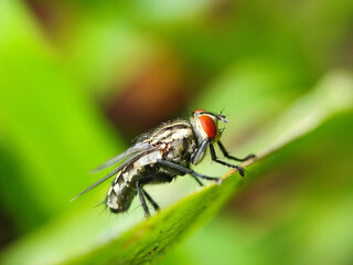 fly, insect, macro, nature, leaf, bug, animal, closeup, wing, close-up, pest, housefly, eye, detail,