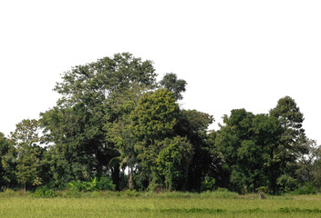 Poster - A group of rich green trees High resolution on transparent background.