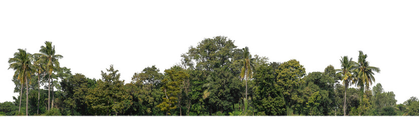 Fototapete - A group of rich green trees High resolution on transparent background.