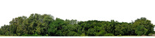 A Group Of Rich Green Trees High Resolution On Transparent Background.