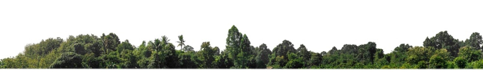 Poster - A group of rich green trees High resolution on transparent background.