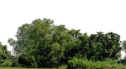 Aufkleber - A group of rich green trees High resolution on transparent background.