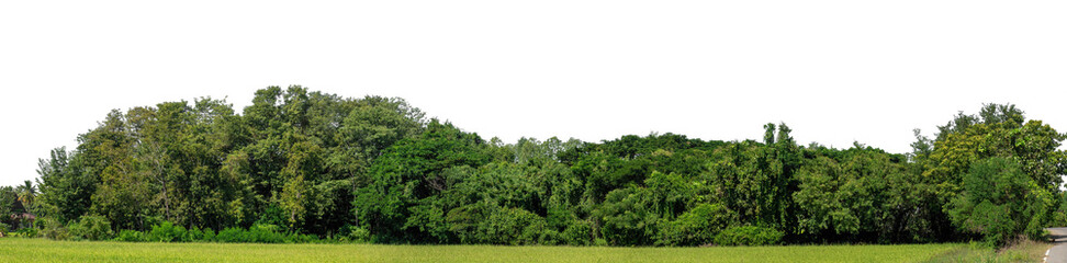 Poster - A group of rich green trees High resolution on transparent background.