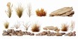 desert collection, dry plants and rocks set, isolated on white background, Generative AI